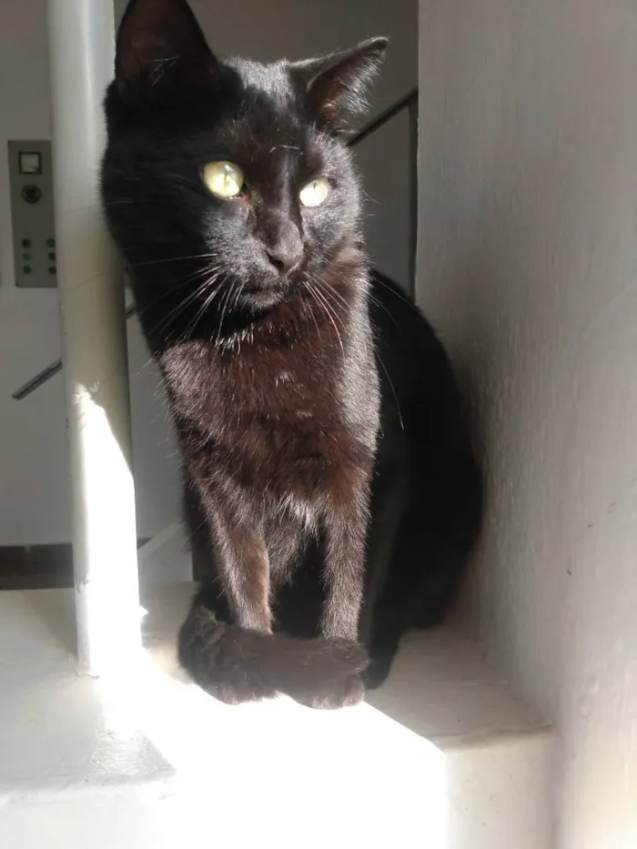 Gato ra a Indefinida  idade 3 anos nome Pantera 