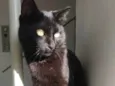 Pantera 