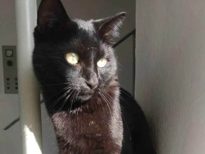 Gato ra a Indefinida  idade 3 anos nome Pantera 