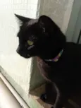 Pantera 