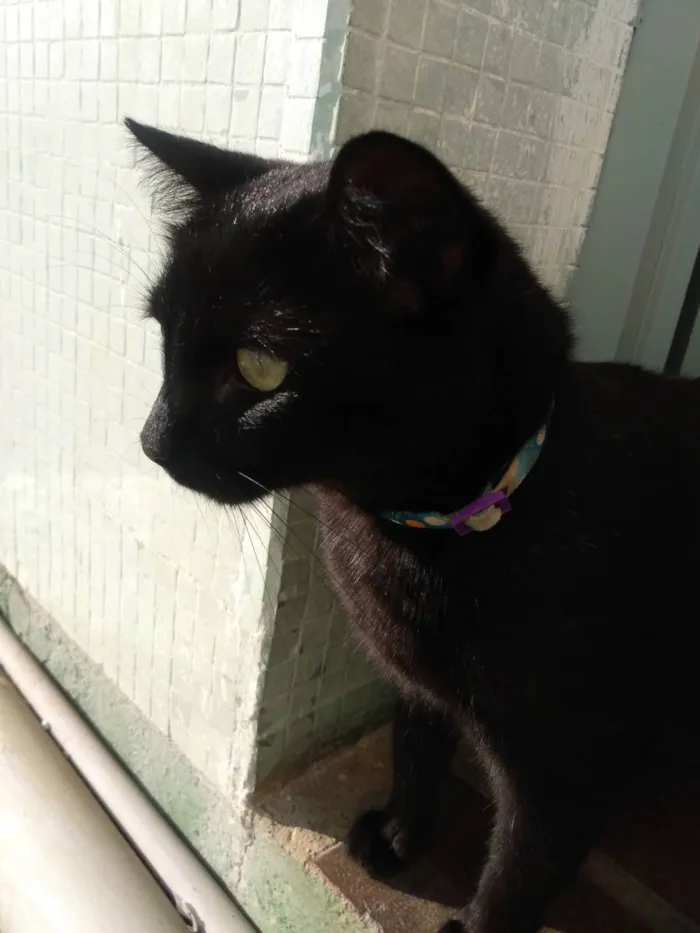 Gato ra a Indefinida  idade 3 anos nome Pantera 