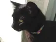 Pantera 