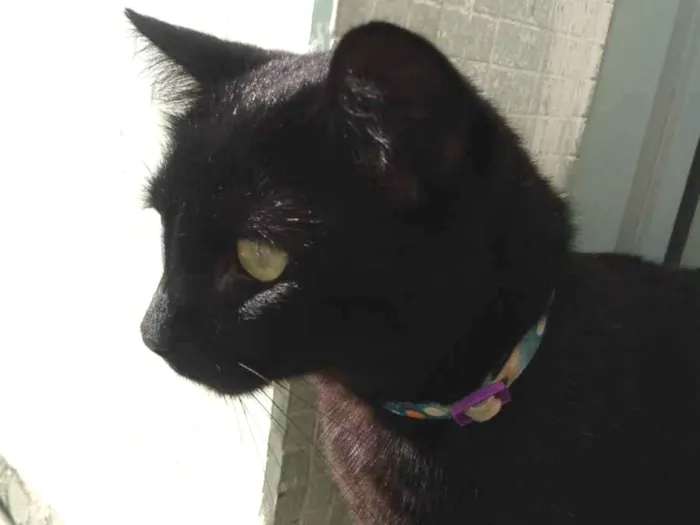 Gato ra a Indefinida  idade 3 anos nome Pantera 