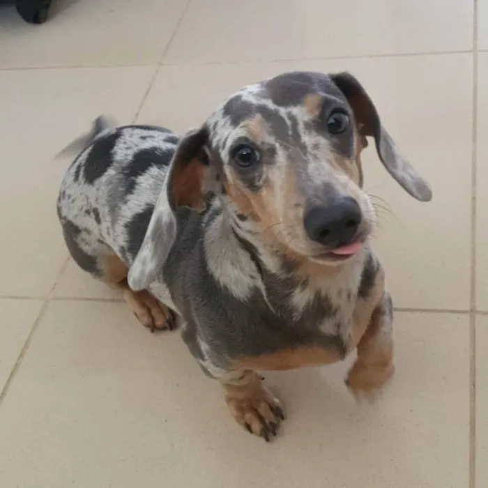 Cachorro ra a Dachshund - salsicha idade 3 anos nome NUB