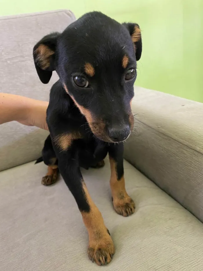 Cachorro raça SRD idade 2 a 6 meses nome Chris 
