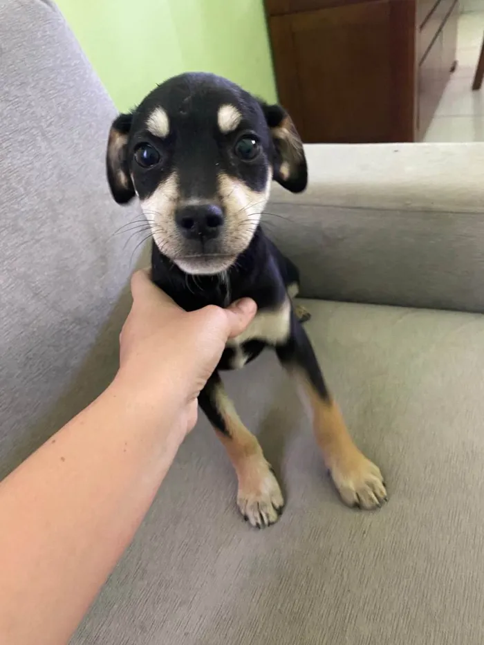 Cachorro raça SRD idade 2 a 6 meses nome Greg