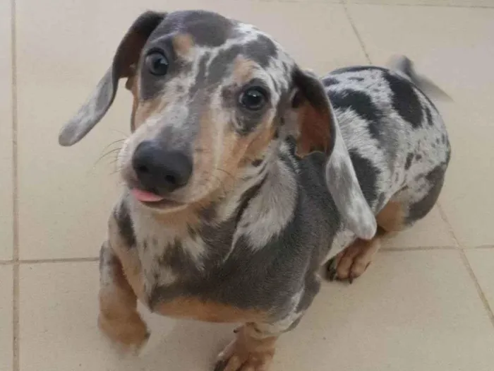 Cachorro ra a Dachshund - salsicha idade 3 anos nome NUB