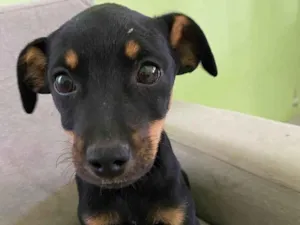 Cachorro raça SRD idade 2 a 6 meses nome Chris 