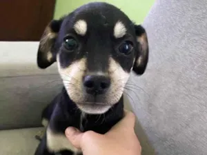 Cachorro raça SRD idade 2 a 6 meses nome Greg