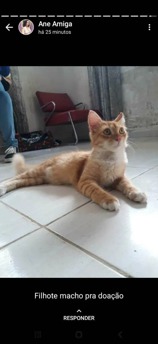 Gato ra a Sem raça específica  idade 2 a 6 meses nome Não tem nome