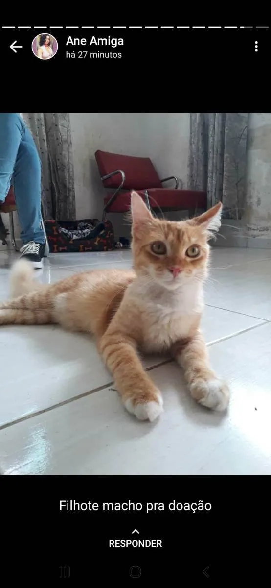 Gato ra a Sem raça específica  idade 2 a 6 meses nome Não tem nome