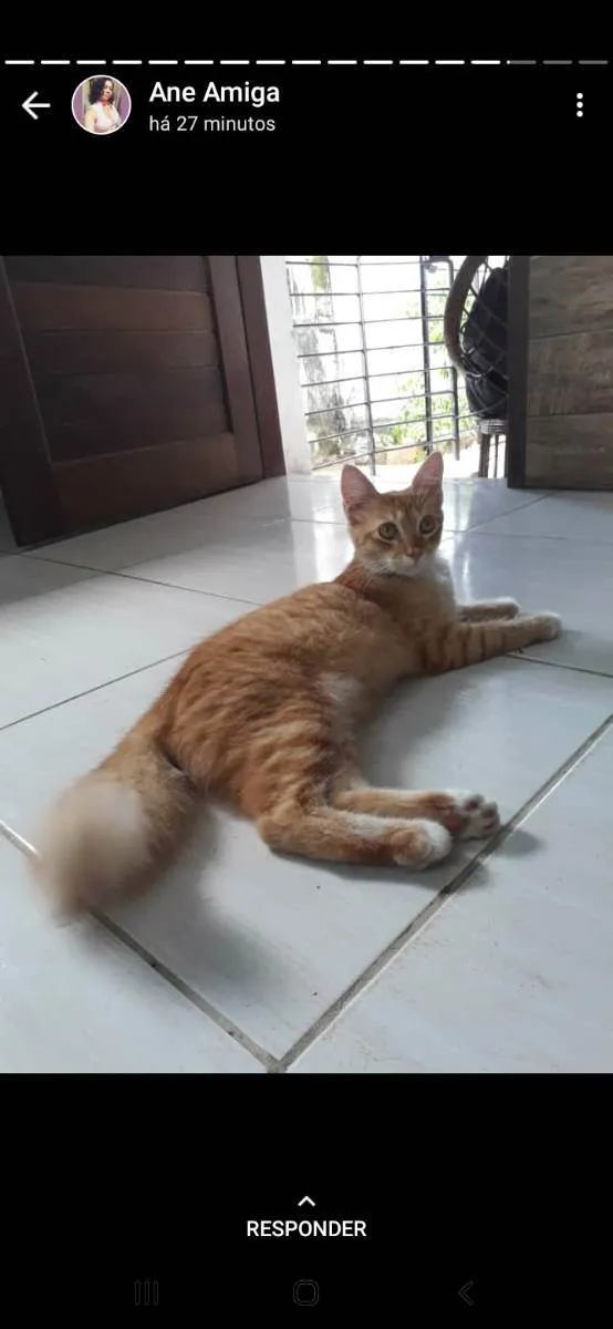 Gato ra a Sem raça específica  idade 2 a 6 meses nome Não tem nome