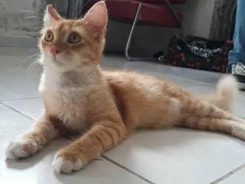 Gato ra a Sem raça específica  idade 2 a 6 meses nome Não tem nome