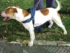 Cachorro raça Pitbull idade 3 anos nome Brussi