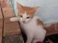 Jovi e Levi
