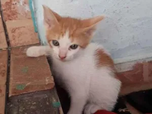 Gato raça Indefinida idade Abaixo de 2 meses nome Jovi e Levi