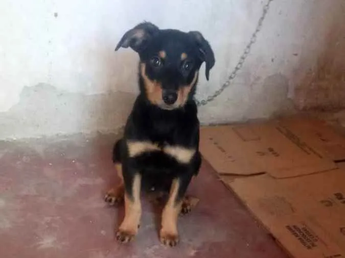 Cachorro raça Srd idade 2 a 6 meses nome Neguinha