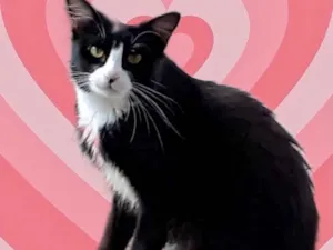 Gato raça Srd idade 1 ano nome Nariz lindo 