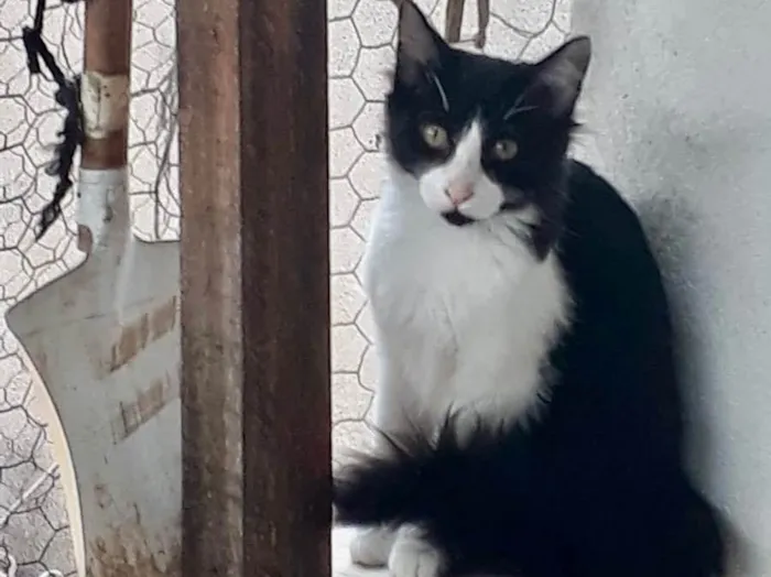 Gato raça Srd idade 2 a 6 meses nome Jade bb peluda 