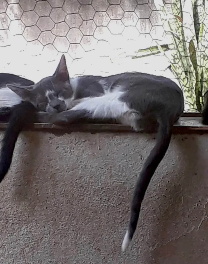 Gato raça Srd idade 2 a 6 meses nome Pink linda bb5meses 