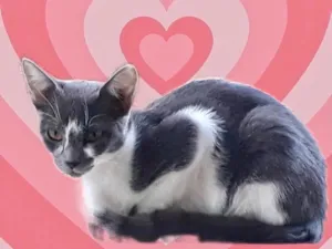 Gato raça Srd idade 2 a 6 meses nome Pink linda bb5meses 