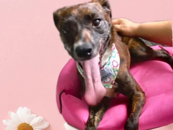 Cachorro raça Srd idade 7 a 11 meses nome Molly porteP 