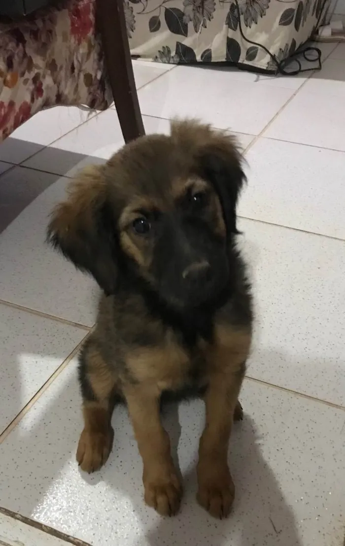 Cachorro ra a Vira lata  idade 2 a 6 meses nome Bolinha 