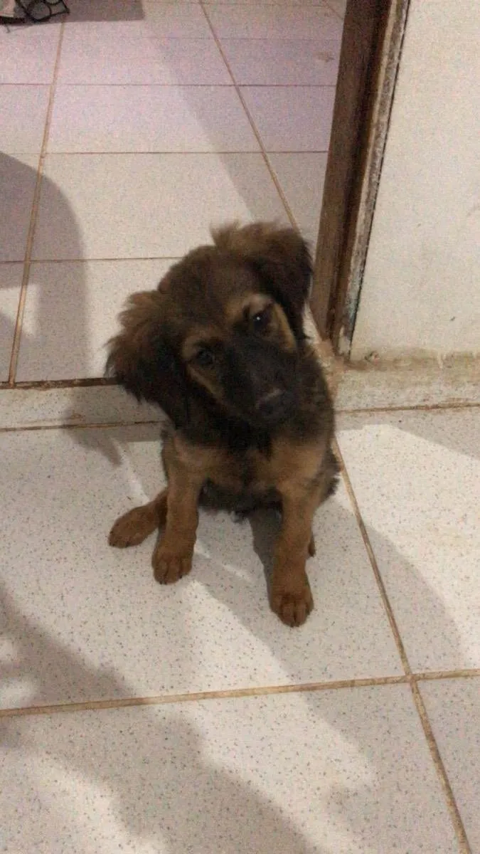 Cachorro ra a Vira lata  idade 2 a 6 meses nome Bolinha 