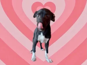 Cachorro raça Srd idade 2 a 6 meses nome Leo bb5meses 