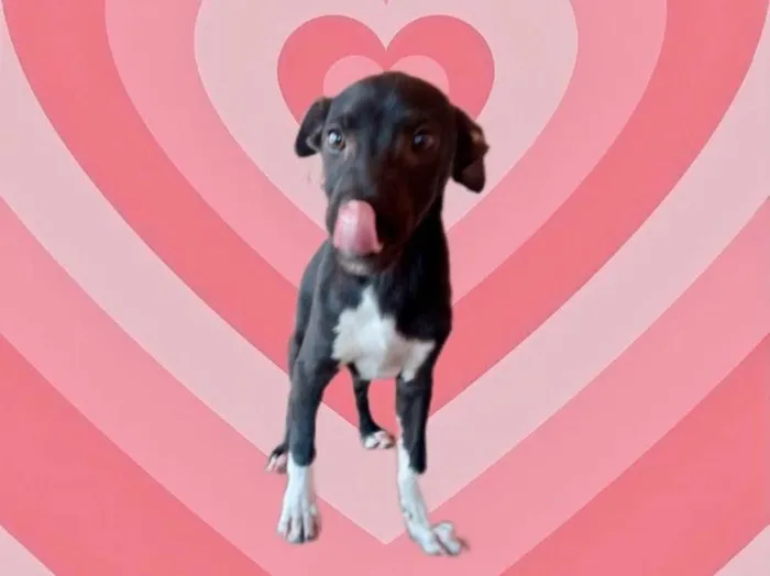 Cachorro raça Srd idade 2 a 6 meses nome Leo bb5meses 