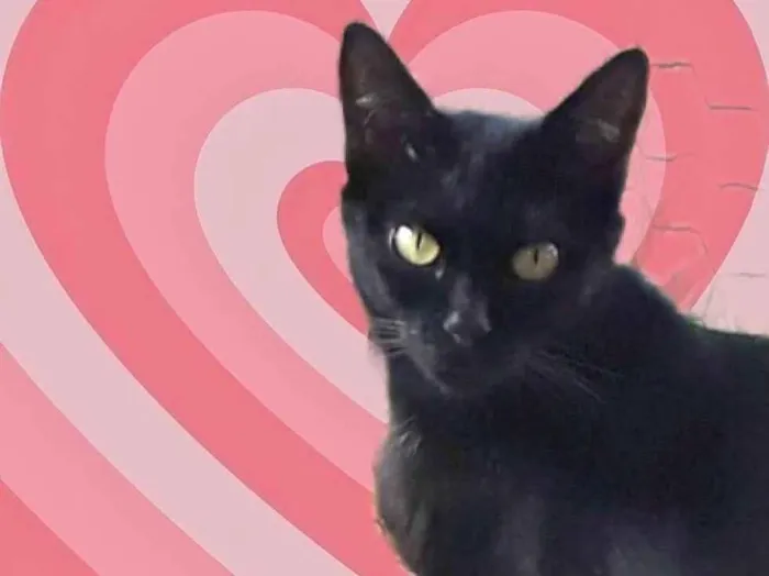 Gato raça Srd idade 7 a 11 meses nome PETA Linda 