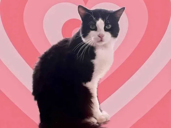 Gato raça Srd idade 1 ano nome Bolachao maravilhos 