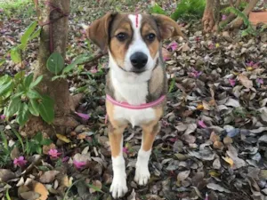 Cachorro raça Srd idade  nome Pandora