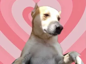 Cachorro raça Std idade 1 ano nome Trovão 