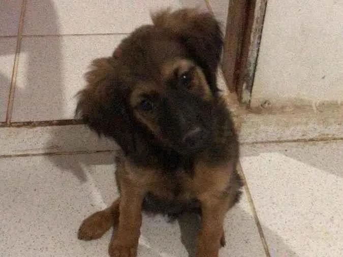 Cachorro ra a Vira lata  idade 2 a 6 meses nome Bolinha 