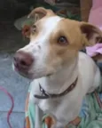 Galeguinho 