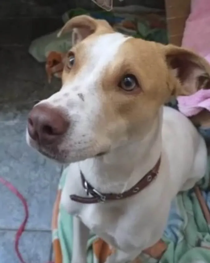 Cachorro ra a Mestiço  idade 7 a 11 meses nome Galeguinho 
