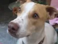 Galeguinho 