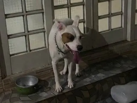 Cachorro ra a Pitbull  idade 4 anos nome Nasus