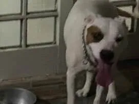 Cachorro ra a Pitbull  idade 4 anos nome Nasus