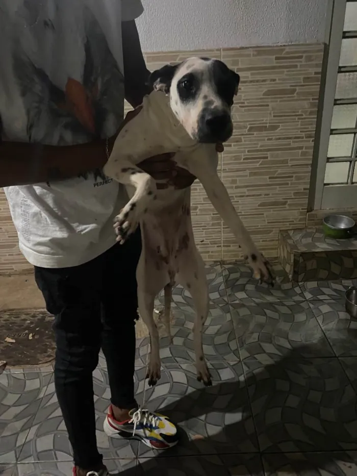 Cachorro ra a Vira lata  idade 2 anos nome Atena