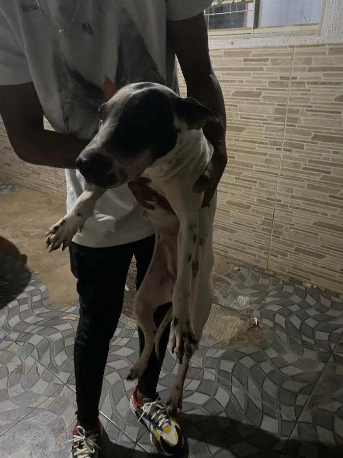 Cachorro ra a Vira lata  idade 2 anos nome Atena