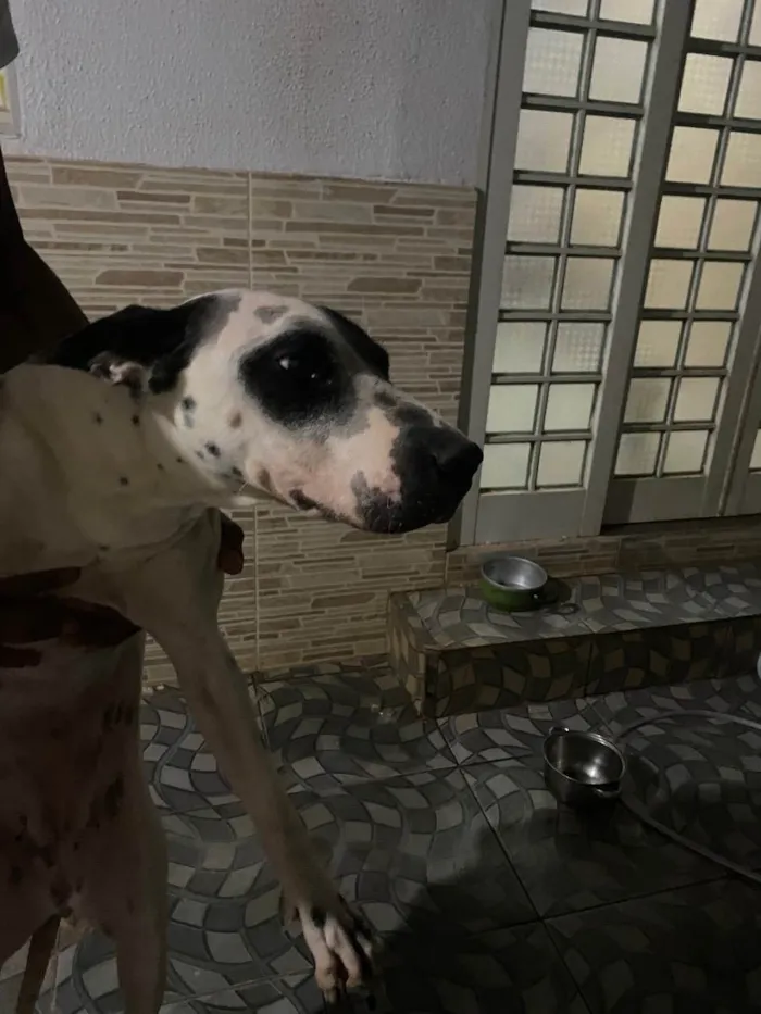 Cachorro ra a Vira lata  idade 2 anos nome Atena