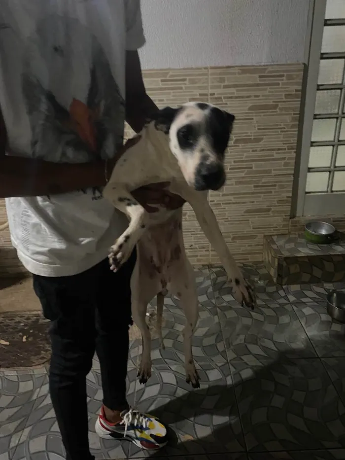 Cachorro ra a Vira lata  idade 2 anos nome Atena