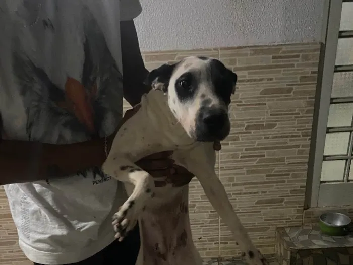 Cachorro ra a Vira lata  idade 2 anos nome Atena