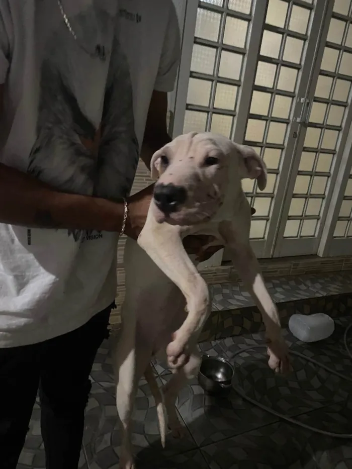 Cachorro ra a Pitbull  idade 7 a 11 meses nome Laila