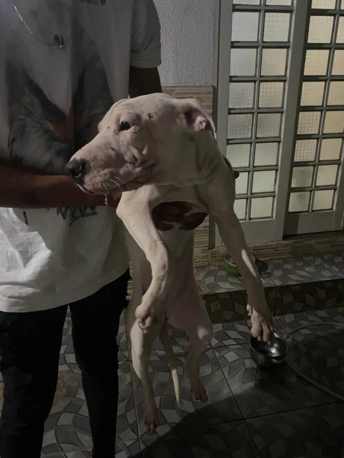 Cachorro ra a Pitbull  idade 7 a 11 meses nome Laila