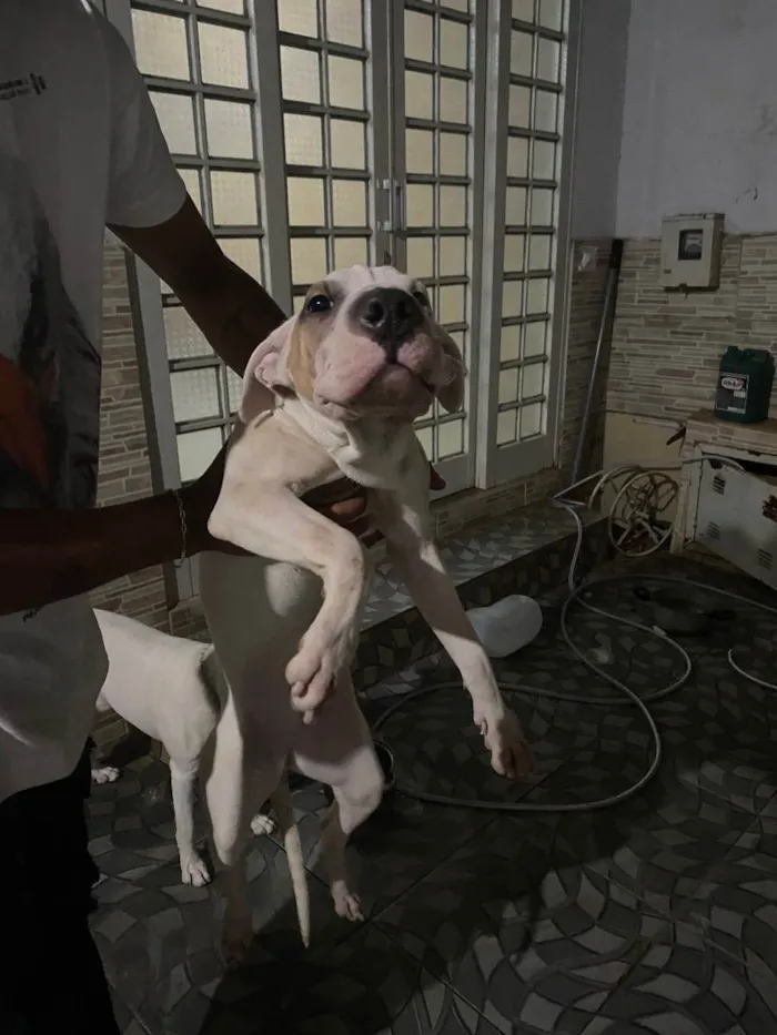 Cachorro ra a Pitbull  idade 7 a 11 meses nome Laila