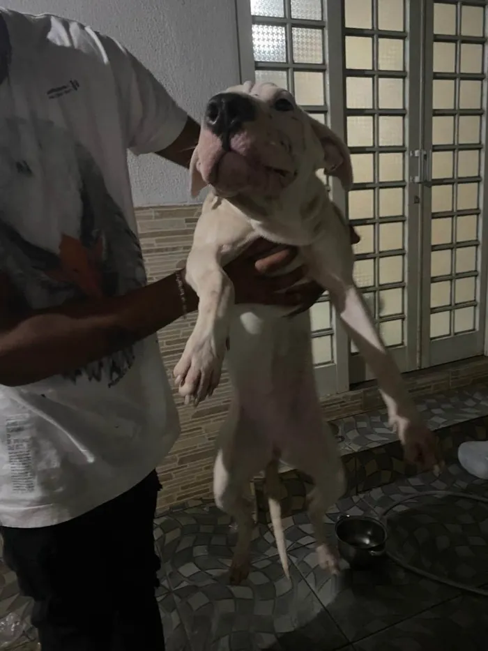 Cachorro ra a Pitbull  idade 7 a 11 meses nome Laila