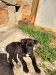 Estrelinha 